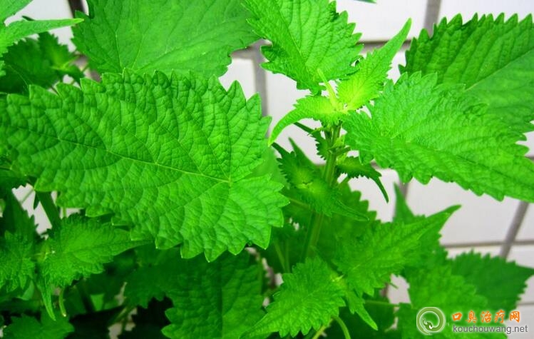 �ڳ�����ҽ��֤����